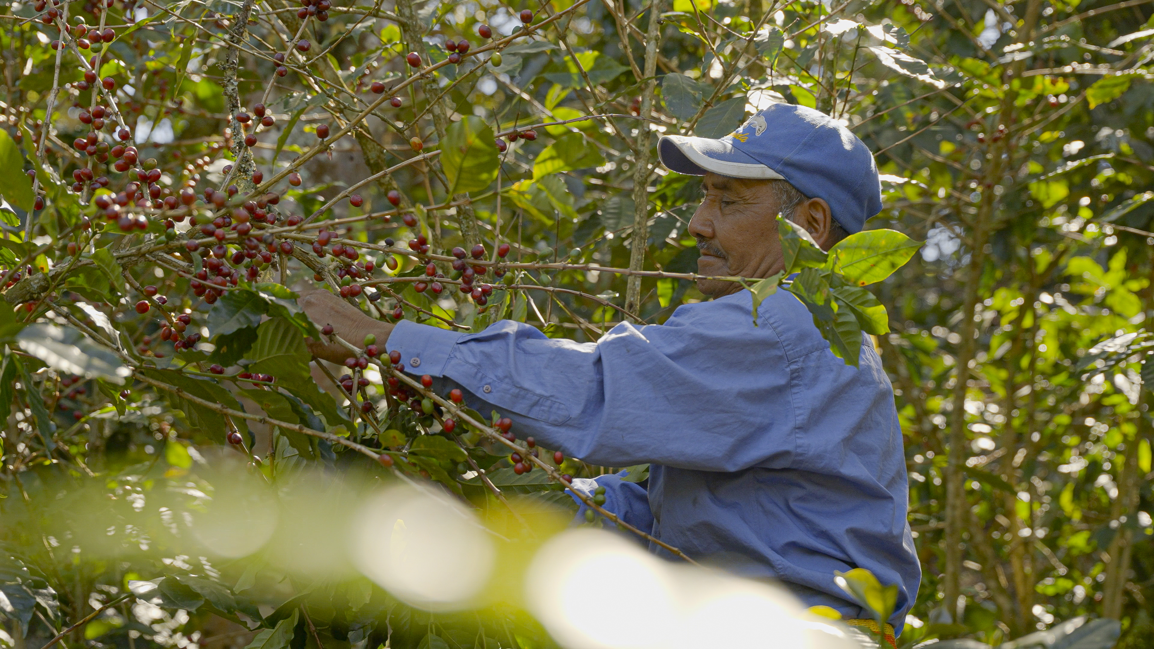 Productor de café hondureño